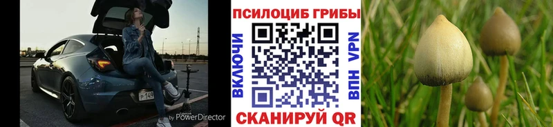 Галлюциногенные грибы Psilocybe  Невинномысск 